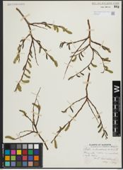 Foto von Salix arbusculoides Andersson